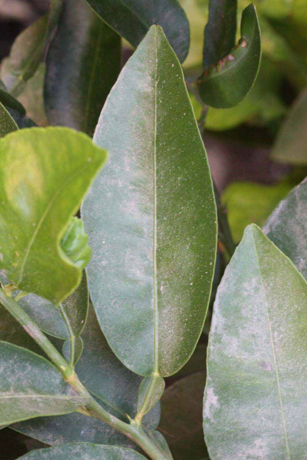            Unifoliolate leaf (Riverside, CA)   